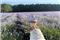 Tour Nhật Bản: Khám Phá Hokkaido Mùa Lavender Hè 2026