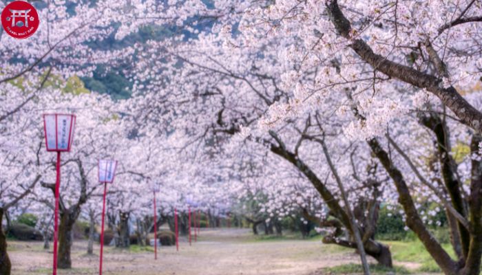 Mùa Hoa Anh Đào Khoe Sắc Nở Rộ Đẹp Nhất Tại Nhật Bản