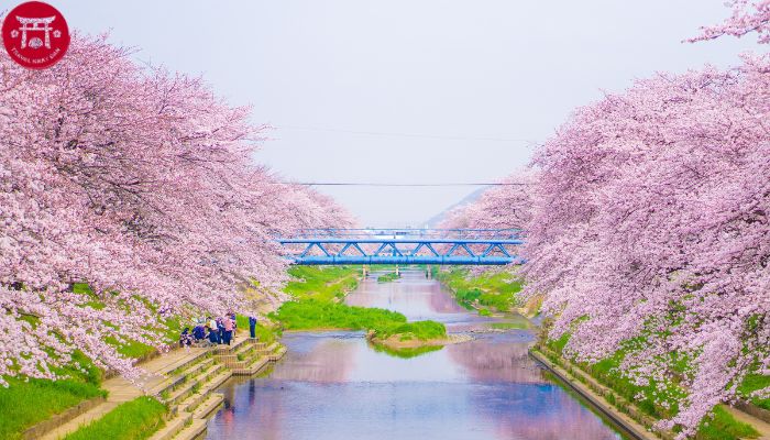 Điểm ngắm hoa anh đào Nhật Bản là khu vườn được trồng nhiều nhất trên thế giới. Vé vào cửa rất hợp lý, và bạn sẽ được trải nghiệm một khung cảnh tuyệt đẹp với hàng chục ngàn cây hoa đào và phong cảnh thiên nhiên xung quanh. Xem ảnh đẹp này và cảm nhận tận hưởng nhé!